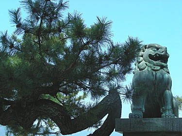 幹が複雑に曲がっている松