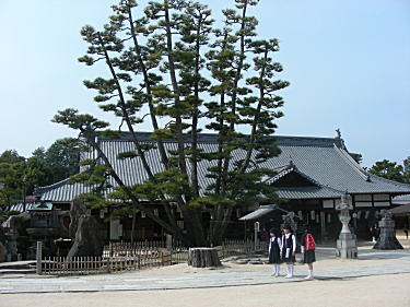 八本の幹に分かれた松