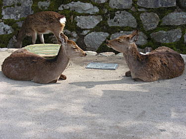 おとなしい鹿ばかりでした。