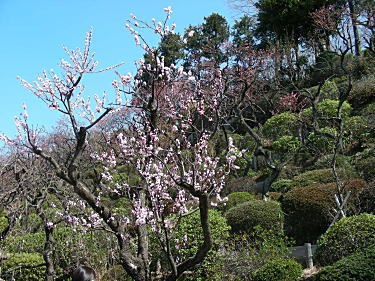 池上梅園