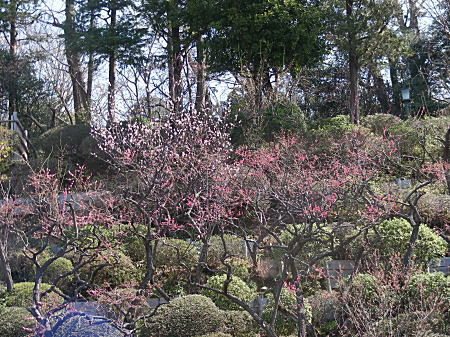 池上梅園全体