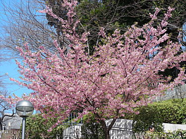 桜が満開