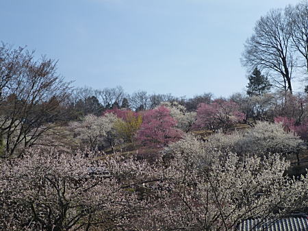 吉野梅郷1