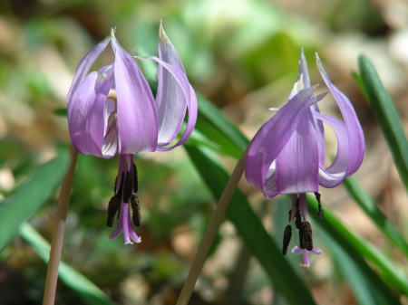 仲良く並んでいるカタクリの花です
