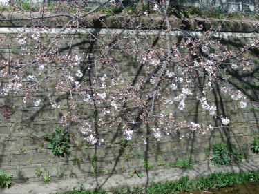 桜もまだ早かった