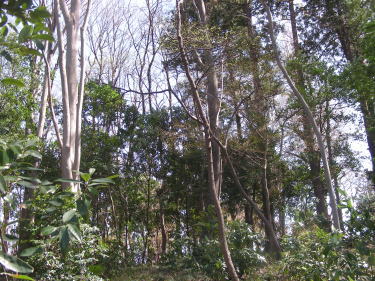 稲荷山憩いの森3
