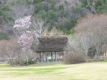 野鳥の森公園2