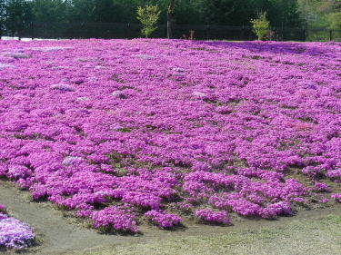 芝桜ピンク