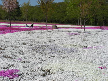 芝桜白