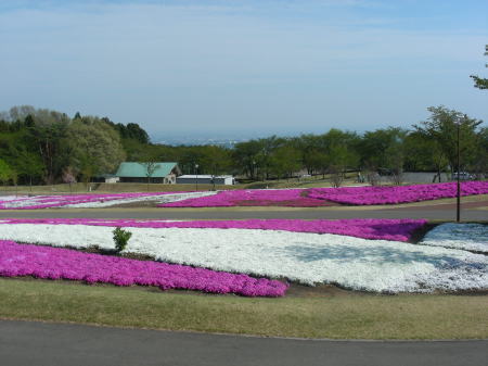 芝桜遠望