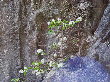 白髭の大岩花