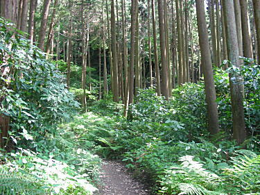 衣張山への道