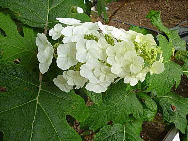 柏葉あじさいの花