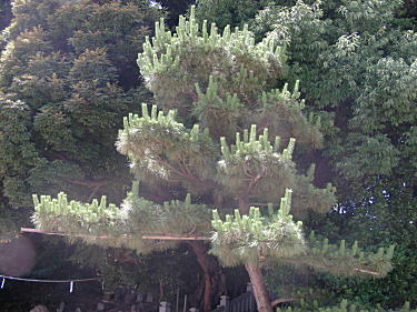 鋏̏