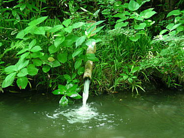 湧水が流れ出ています