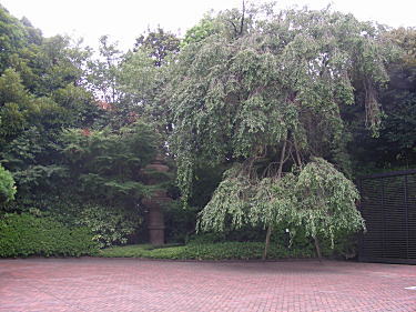 枝垂れ桜でしょうか?