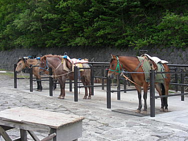 馬