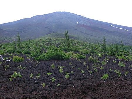 パイオニア植物はオンタデです。