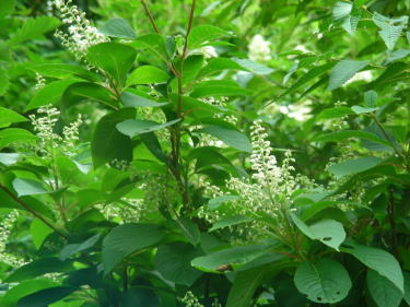 Eủ