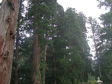 天然記念物の杉