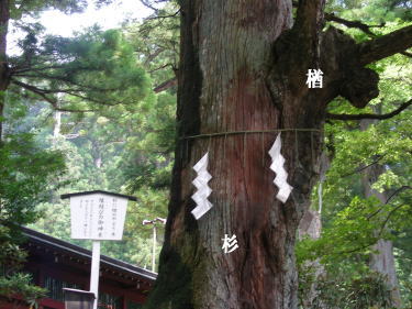 縁結びの御神木