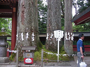 親子杉