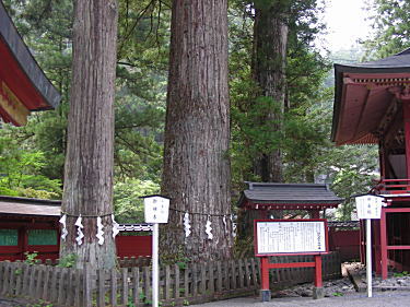 御神木の三本杉