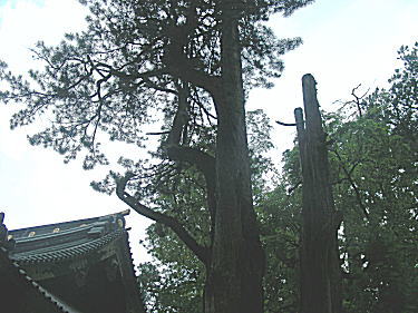 高野槇
