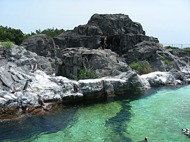 ペンギン 岩