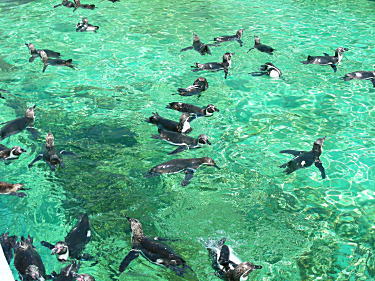 ペンギン 水