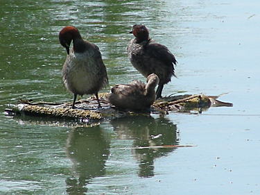 カモ類 まだ子どもみたい