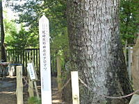 クロマツ3