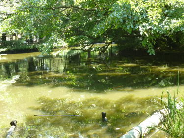 和田堀公園1