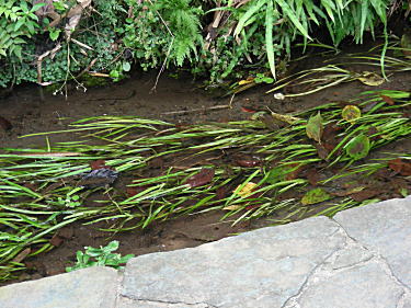 水草