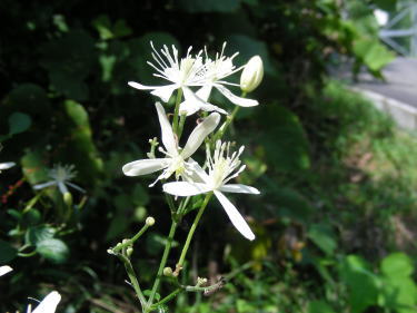 ボタンヅルの花