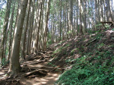 山道