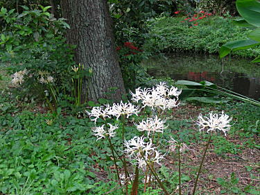 白花