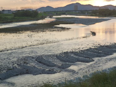 渡良瀬川の中州