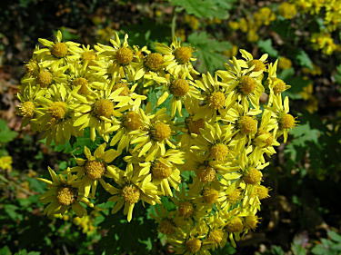 �A���R�K�l�M�N