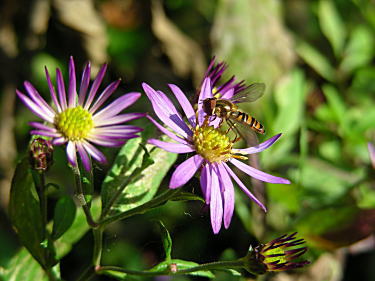 ���E�[���M�N