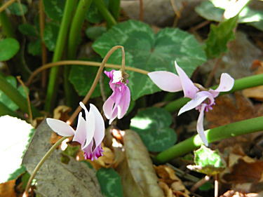 �H�炫�V�N������