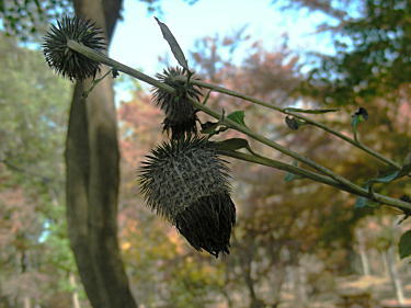 �n�o���}�{�N�`