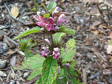 ���}�n�b�J�Ɏ��Ă��܂����E