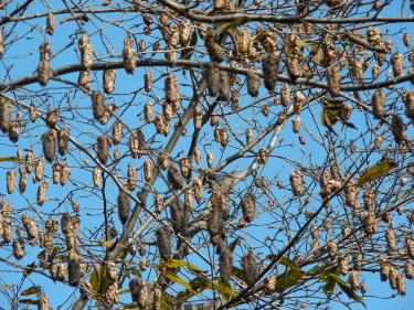 �N�}�V�f�̎�