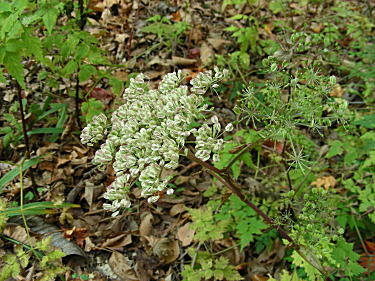 �����s���ł�