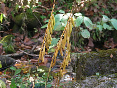 �M�{�E�V�̎��ł��傤���H