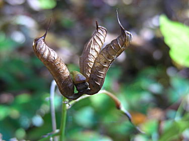 ���}�V���N���N�̎�������H