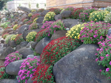 石積みの間の菊
