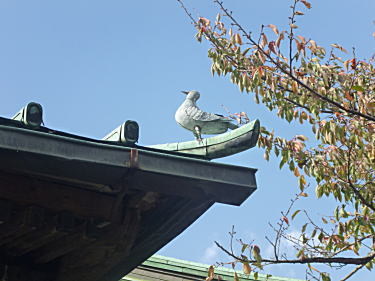 本堂の屋根に鳩の像が・・・
