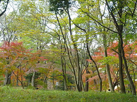 やさしい色合いの紅葉です。
